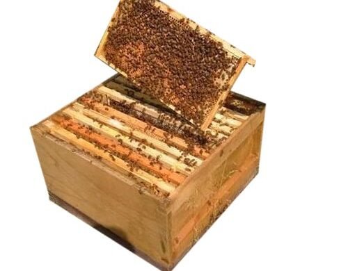 Box Honey 900g